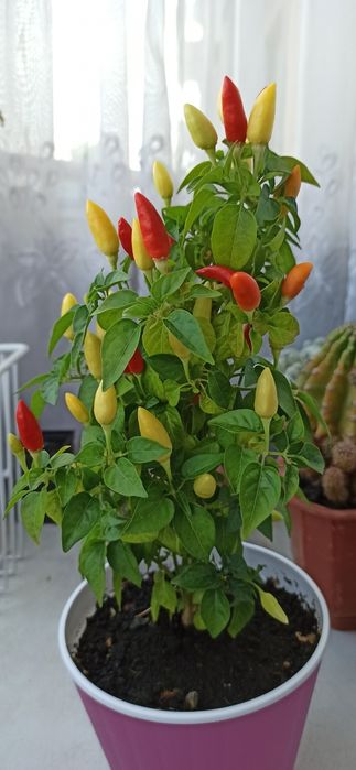 Насіння Перець декоративний домашній мініатюрний Стріла