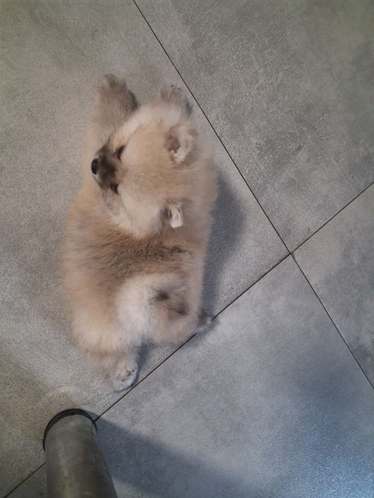 Szpic miniaturowy pomeranian