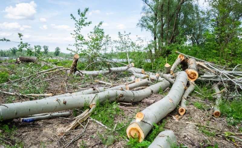 Wycinka Drzew Czyszczenie Działek