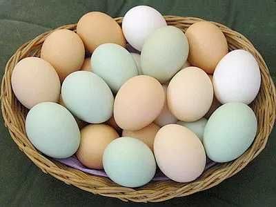 Яйця інкубаційні. Кольоровий мікс різних порід.