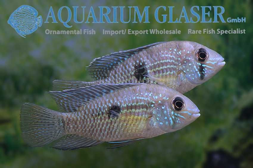 Andinoacara latifrons
  Akara platynowa (rarytas)