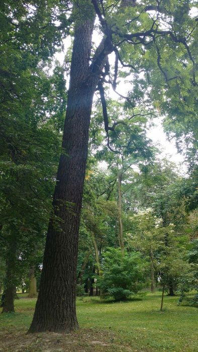 Orzech czarny na zalesienie sadzonki 80-100cm