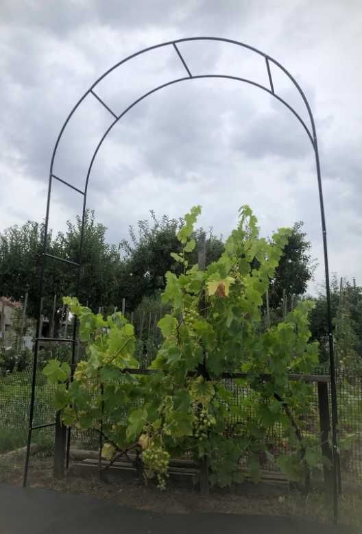 Pergola na pnącza rośliny do ogrodu na taras