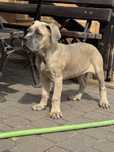 Cane Corso Piękna suczka już do odbioru
