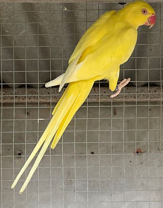 Pássaros para venda