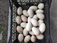 Sprzedam jaja lęgowe gęsi landers i garbonosych