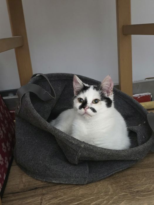 Piękna kotka Śnieżka do adopcji 3 miesiące