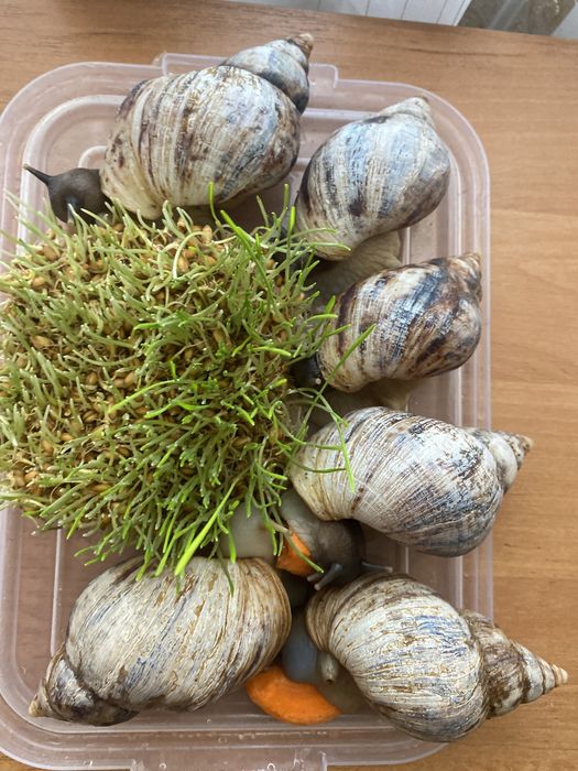 Ахатины улитки