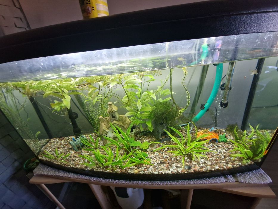 akwarium 250l + akcesoria