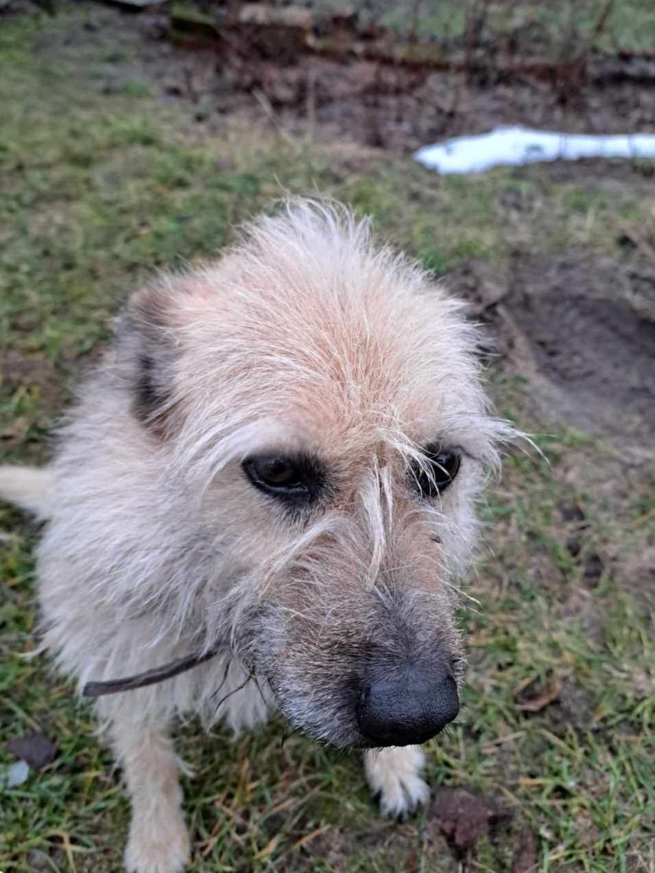 Fiona łagodną sunia szuka domu