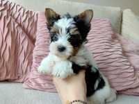 Yorkshire terrier biewer