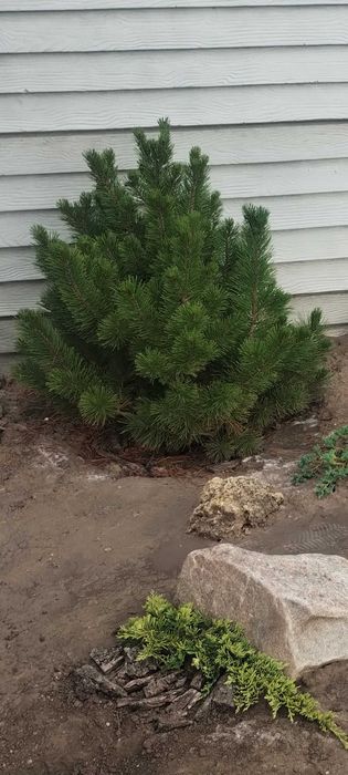 Сосна Кримська, чорна Австрійська, гірська та інші