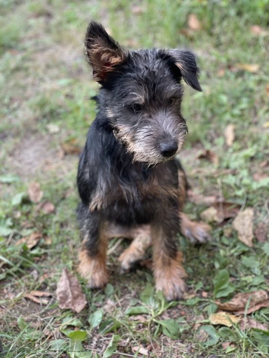 Цуценя/ щеночок 5 міс, хлопчик