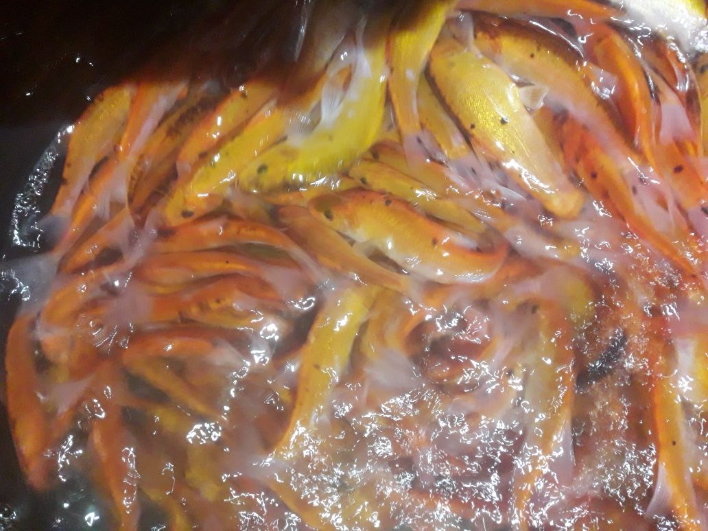 złoty lin ryby ozdobne kolorowe do oczka