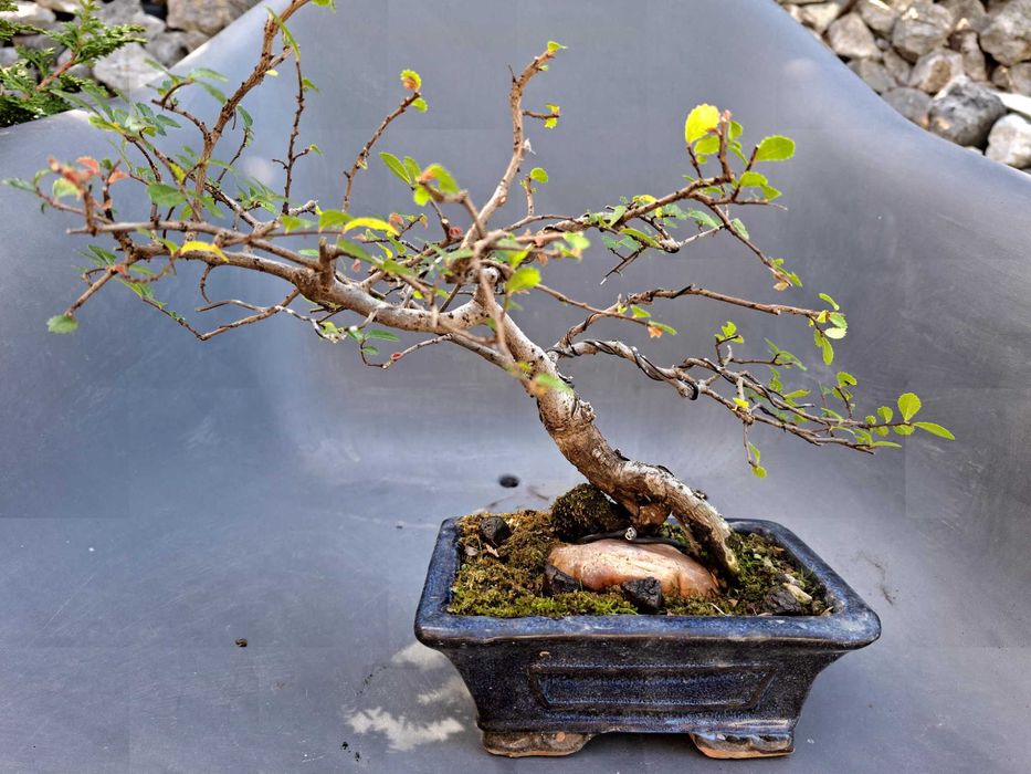 Bonsai Ulmeiro sobre a rocha