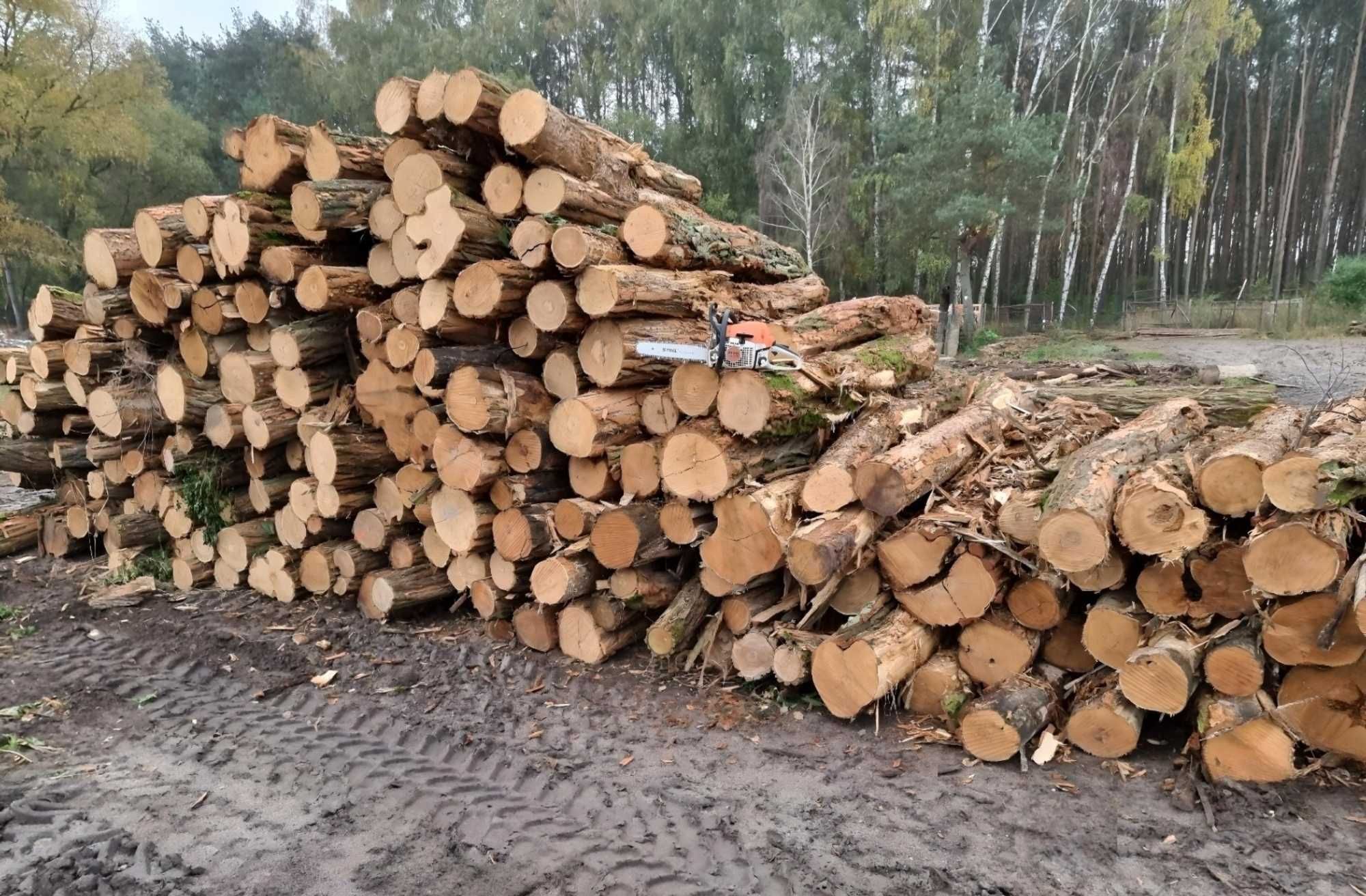 DrewKom Drewno kominkowe AKACJA kłoda dl. 2,5m S2a S2b transport HDS