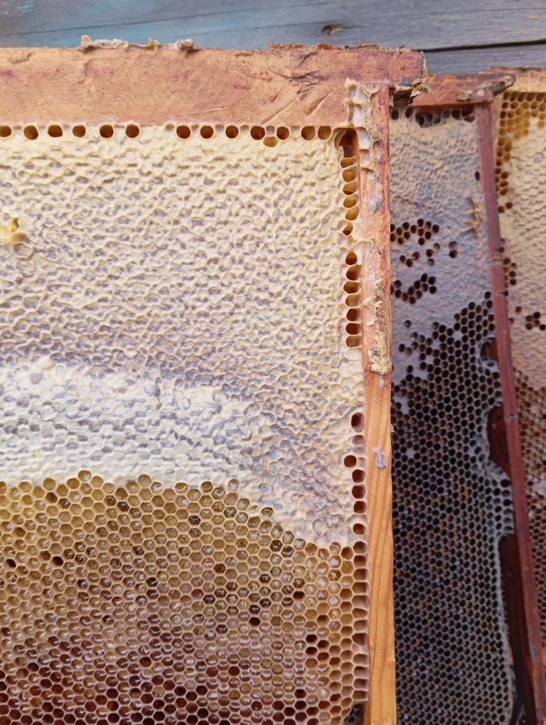 Рамки медові, для бджіл