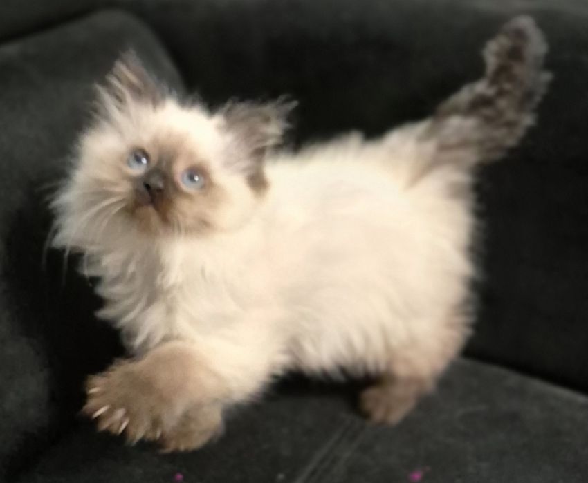 Kocurk Neva Masquarade