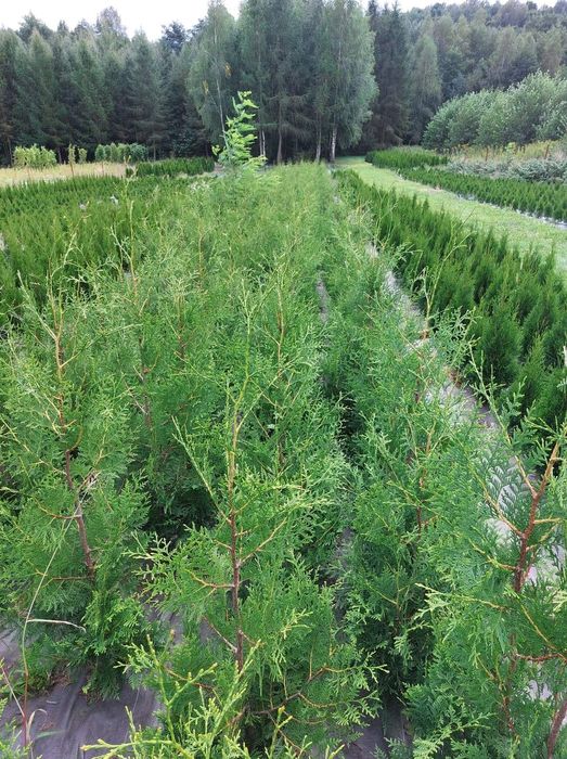 Tuja thuja Barbant Brabanty 120-130 cm