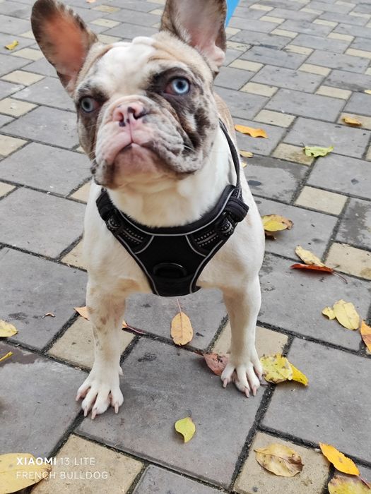 Дівчинка мерлле з блакитними очима.