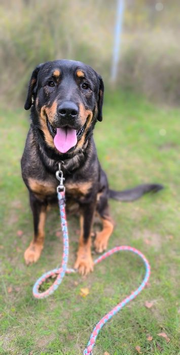 Psiak w typie Rottweilera szuka dom