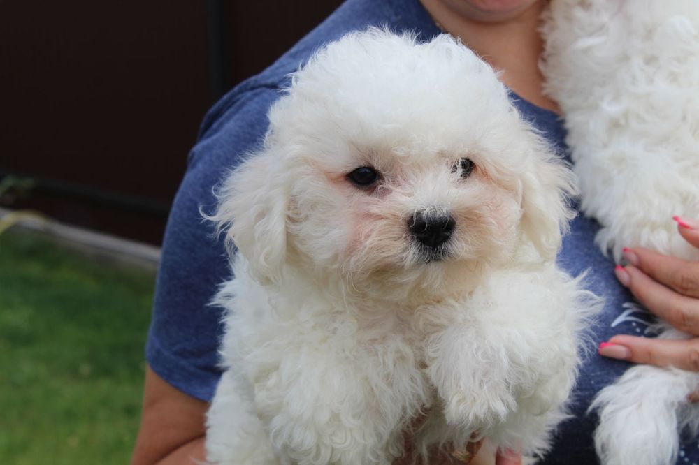 Хлопчики Бішон Фрізе