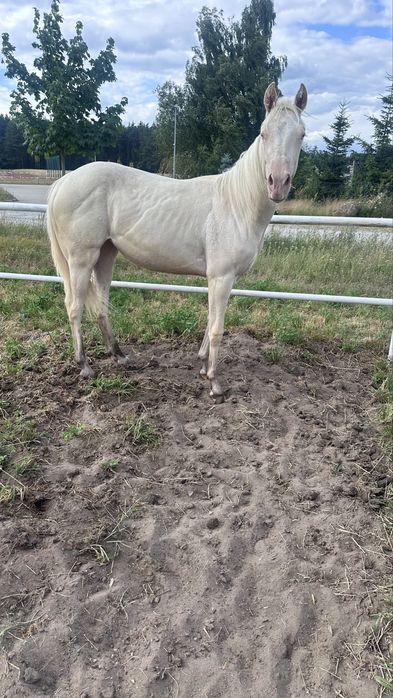 Klacz AQH American Quarter Horse - cremello
