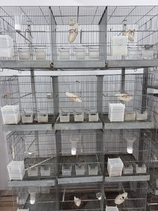 Gaiolas de criação de aves com suporte