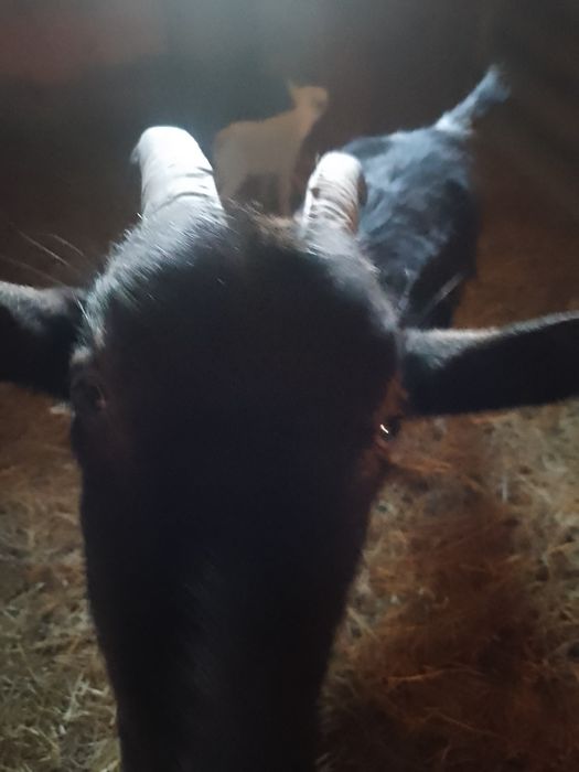 Продам кізку другий окіт спокійна ручна.