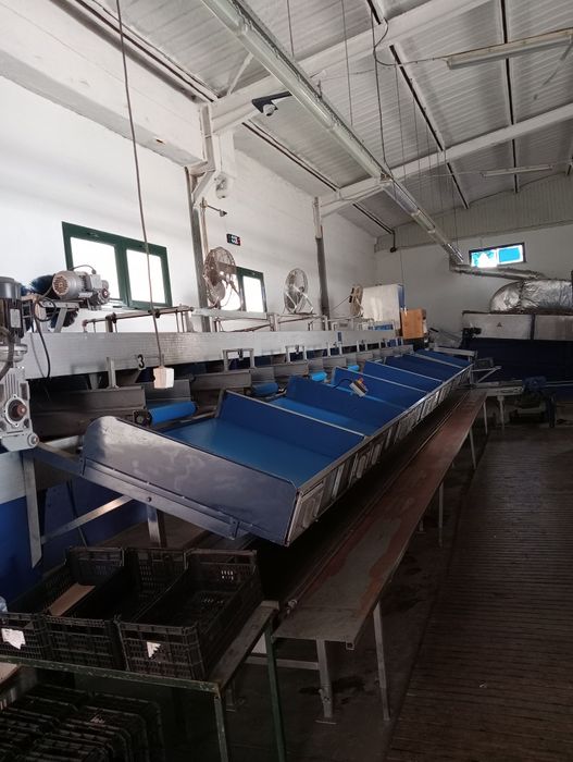 Maquina calibrador de laranja