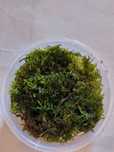 Christmas Moss – Musgo Aquático para Aquário