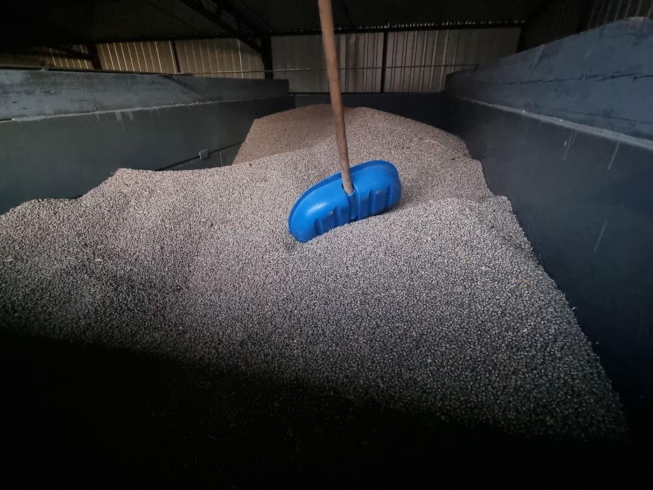 Łubin wąskolistny niebieski gorzki