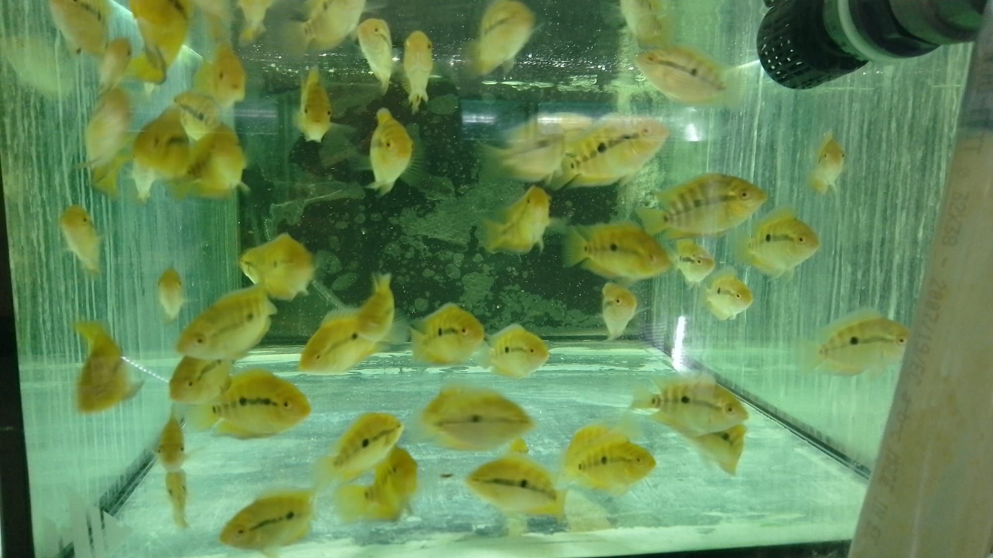 Herotilapia multispinosa (ciclídeo Arco-íris)