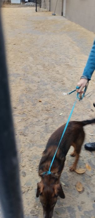 Znaleziono młodego brązowego psa