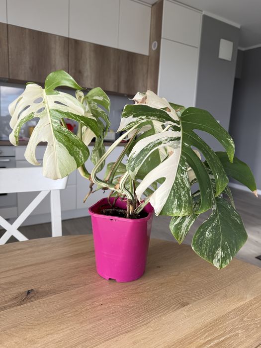 Monstera variegata odchowana sadzonka około 45 cm