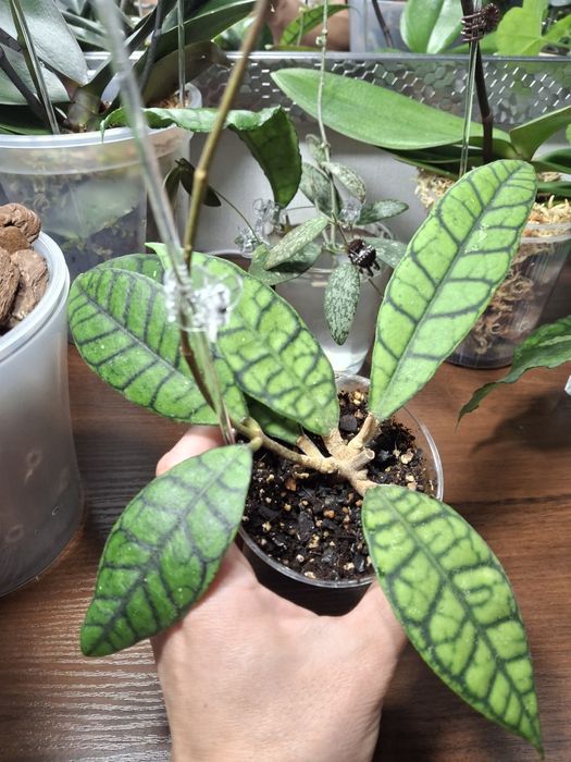 Хойя Callistophylla kalimantan