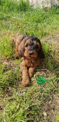 Cockappo. Chlopczyk. Pudel. Cocker Spaniel