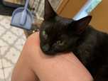 ADOPTOWANY Mlody przytulasny kocurek Miron pilnie szuka domu