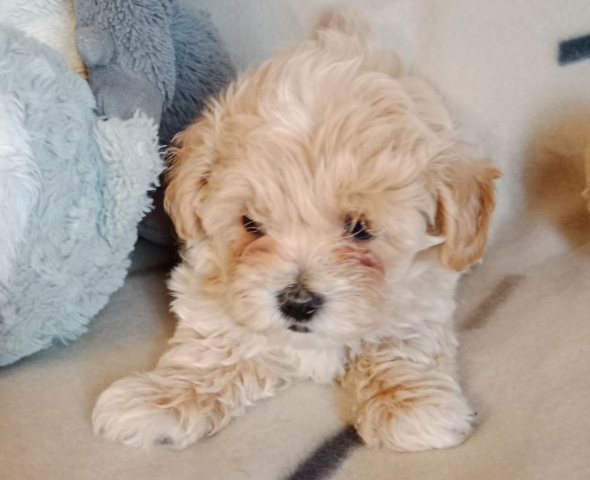 Maltipoo hybryda maltańczyk i pudel miniaturowy toy