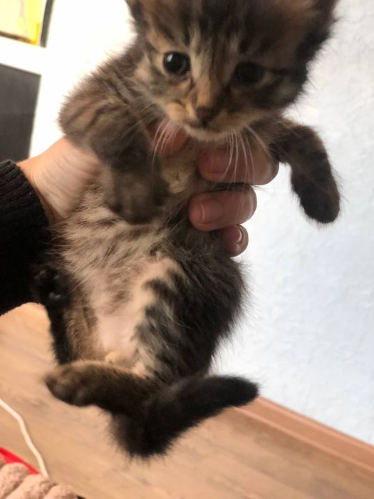 Отдам котят в хорошие руки, на половину нибилунг