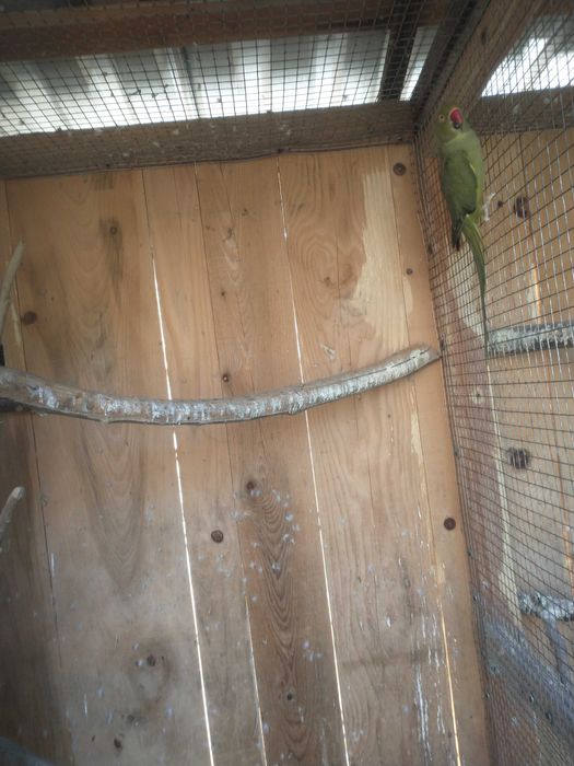 Sprzedam aleksandretta obrożna samica