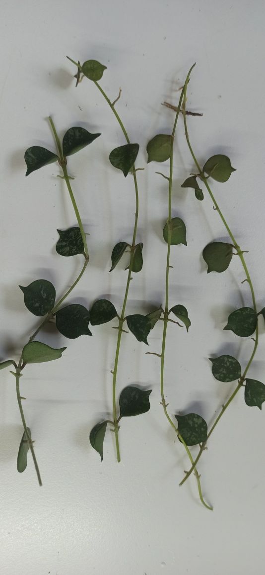 Hoya curtisii sadzonki cięte 5 węzłów