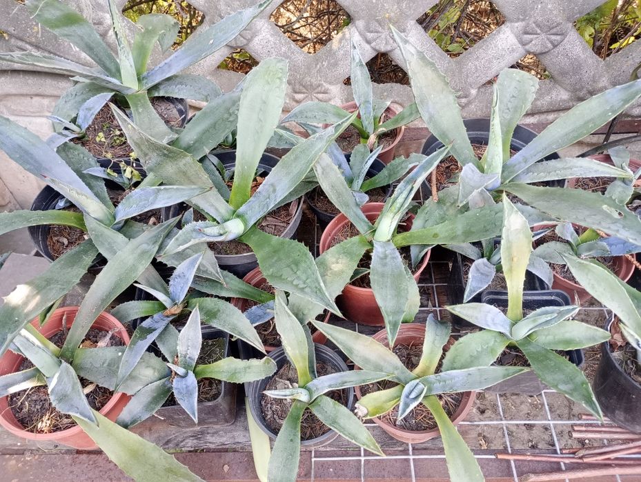 Agawa, rozsady, sadzonki Agawy