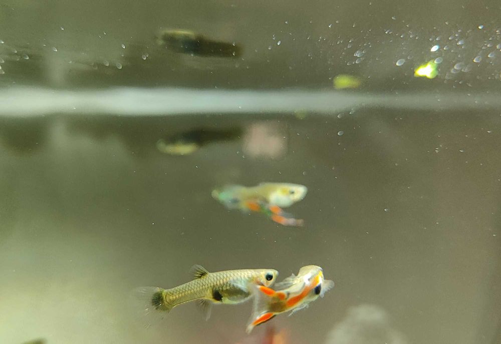 Endlers (peixes de agua doce aquário)