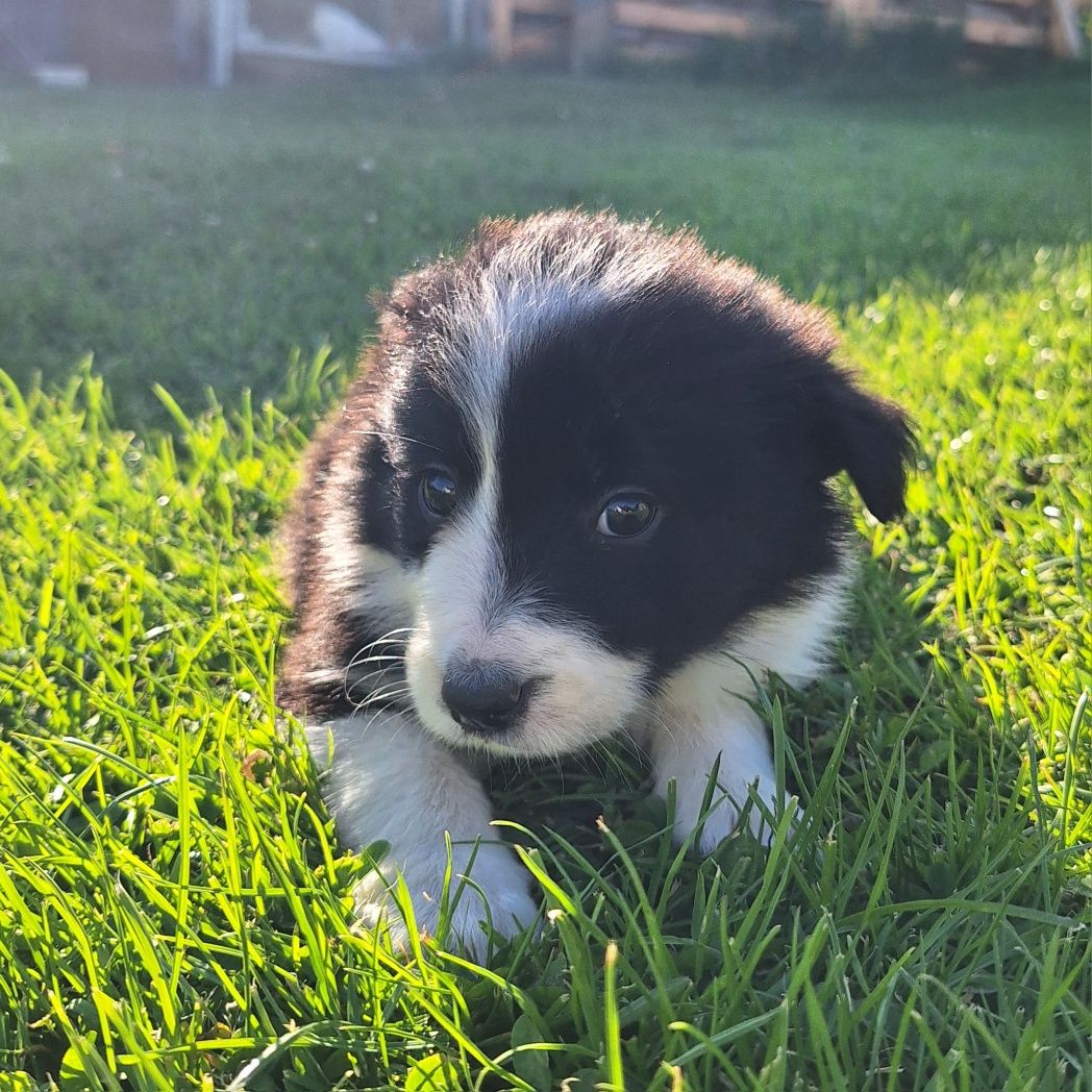 Piękna sunia border collie do odbioru