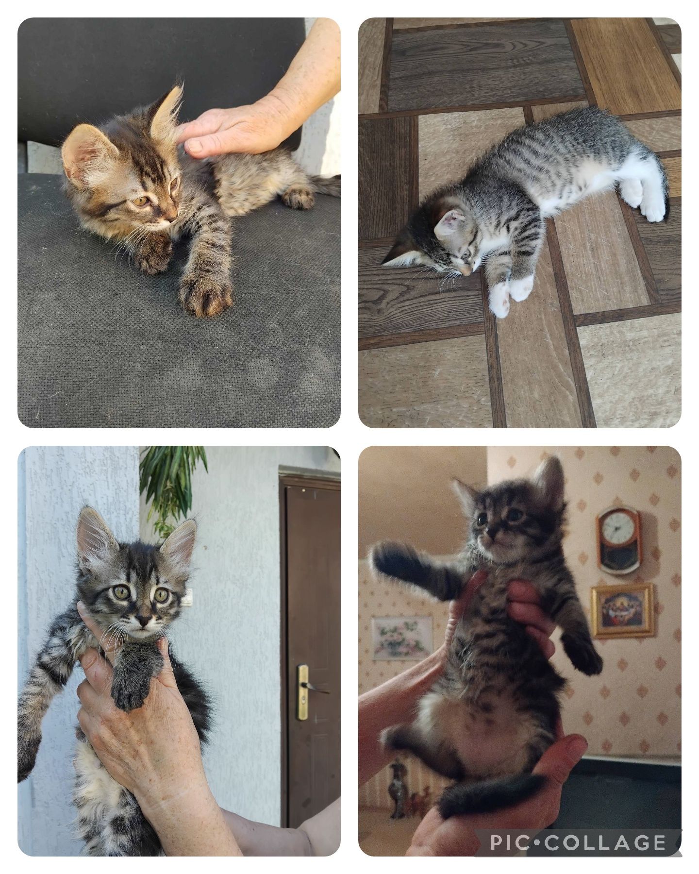 Кошеня дівчинка хдлопчик. Тигрове. Таббі