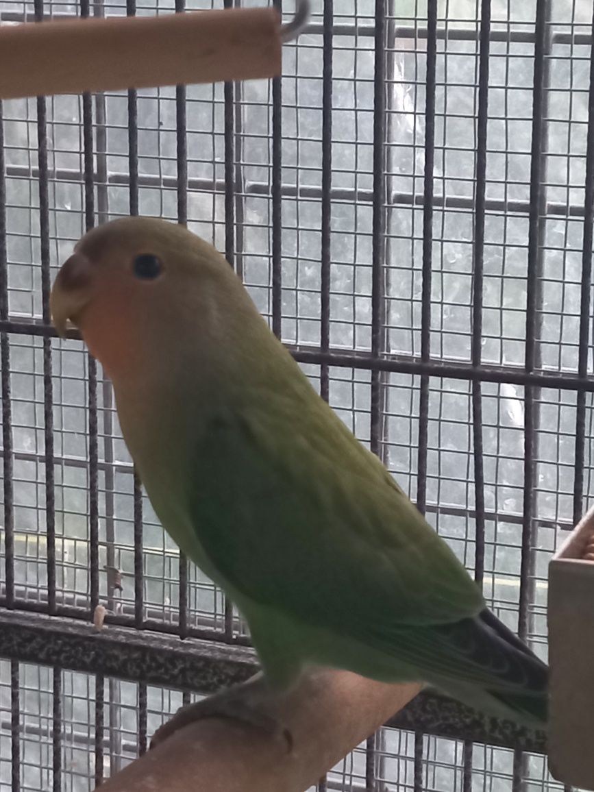 Agapornis rosicolis para cedência