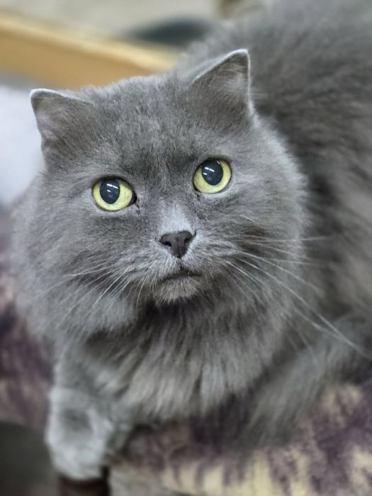 Кошечка ищет дом