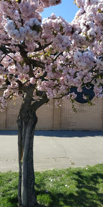 Сакура плакучая сорт канзан взрослые деревья 200см