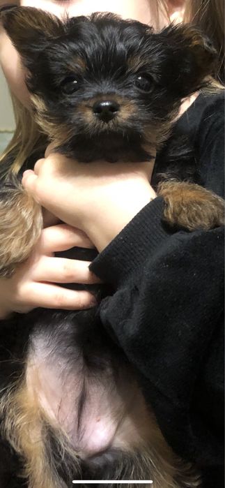 Міні йоркширський терєр